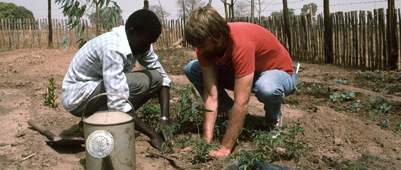 A volunteer planting together with a local man in the Gambia. (Courtesy of the Peace Corp)