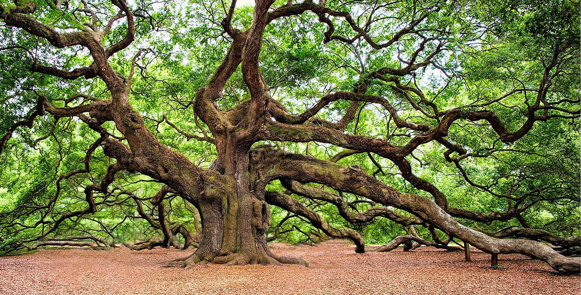 Sprawling Oak Tree Image