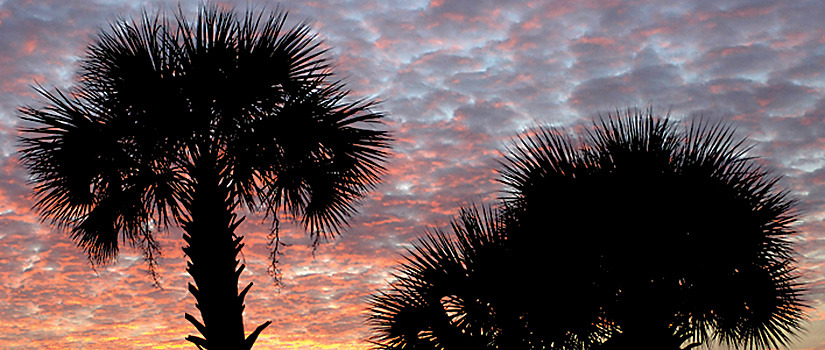 Palmetto trees at sunset