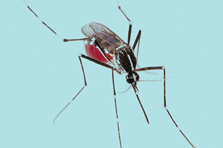 mosquito_illustration