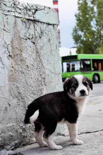 Stray puppy near Chernobyl
