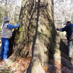 Volunteers measuring champion trees