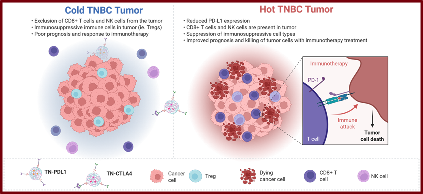 Cold TNBC Tumor and Hot TNBC Tumor illustration