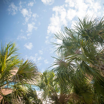 Blue sky and wispy clouds above palm trees.