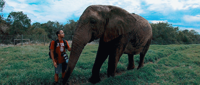 image of an african american student and an elephant
