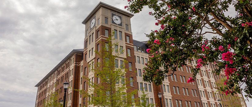 The clocktower that is atop Campus Village Building 1 framed by crepe myrtle blooms