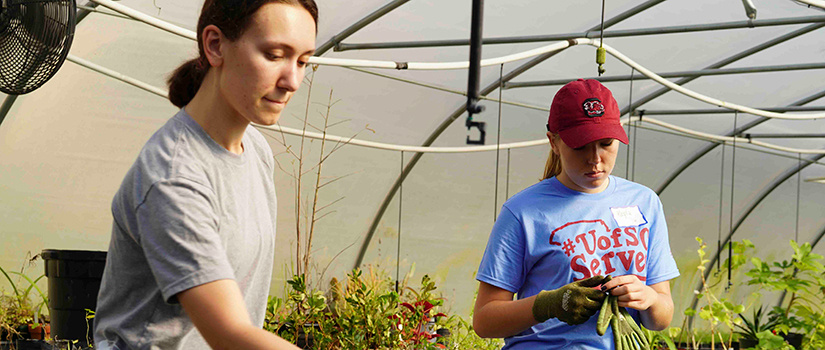 Two students volunteer at the greenhouse located in the sustainability garden. 