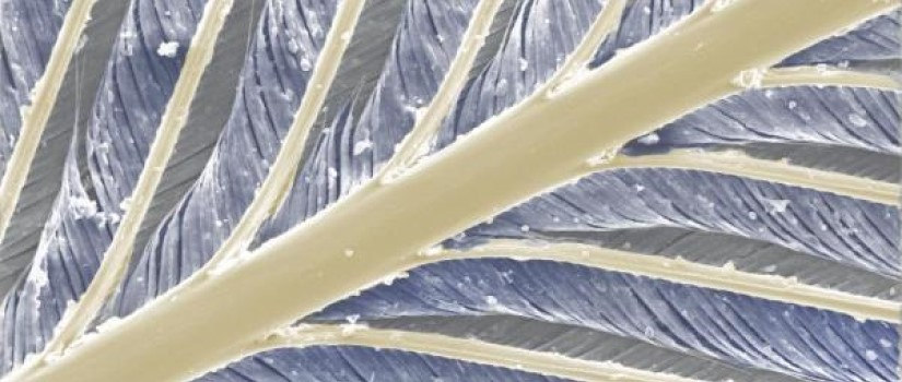 A decorative photo of a bird feather taken with the use of electron microscopy.