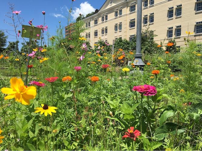Garden - Sustainability | University of South Carolina