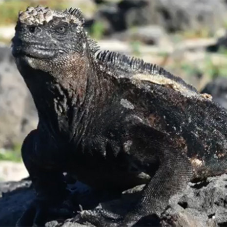 Marine iguana in the Galapogos Islands