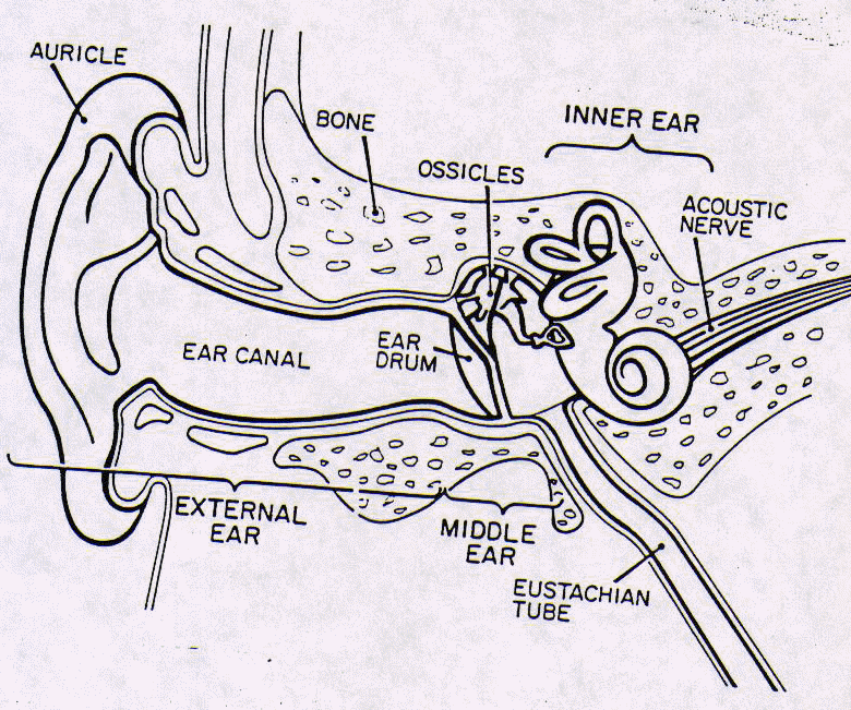 ear2.jpg (133274 bytes)