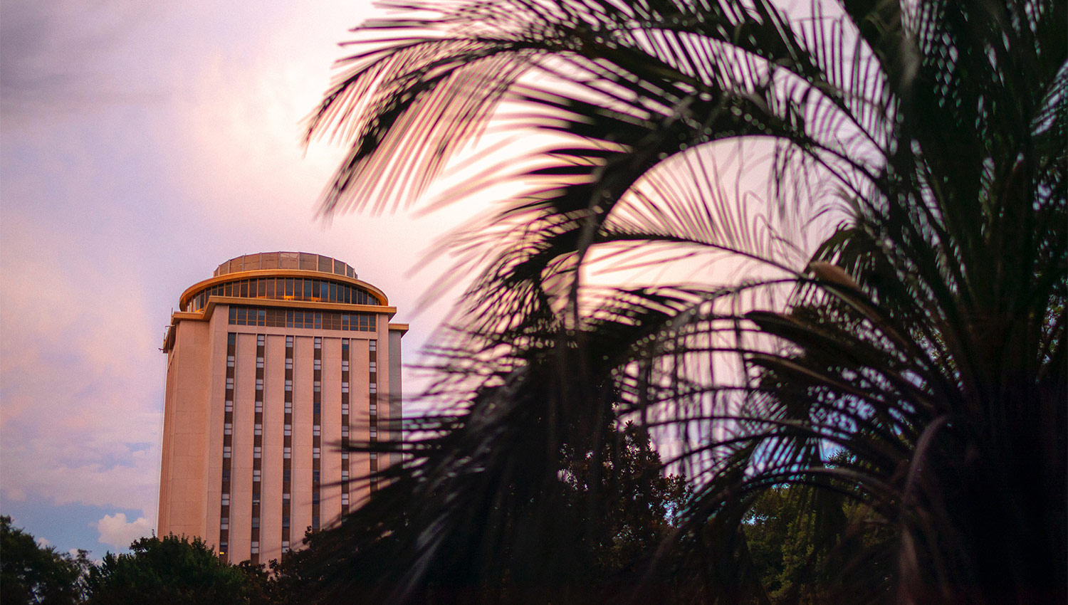 Palmetto tree fronds silhouetted in a purple and pink sky with Capstone House in the distance. . 