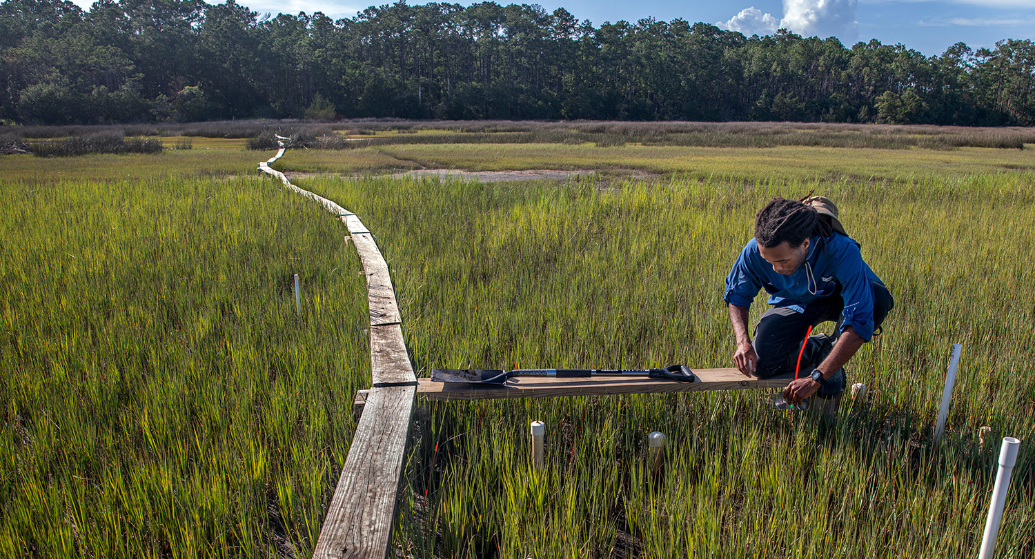 Student standing on a board in the middle of the marsh taking samples for research. 