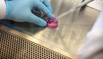 Researcher's hands pipetting into a petri dish. 