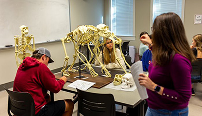 Teacher and students in classroom examining primate skeletons