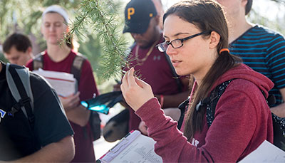 Students inspecting foliage out in the field. 