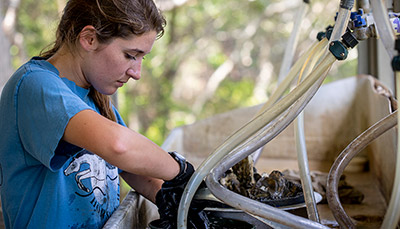 Marine science student working at Baruch Marine Science lab
