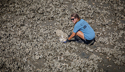 Student examining oyster bed.