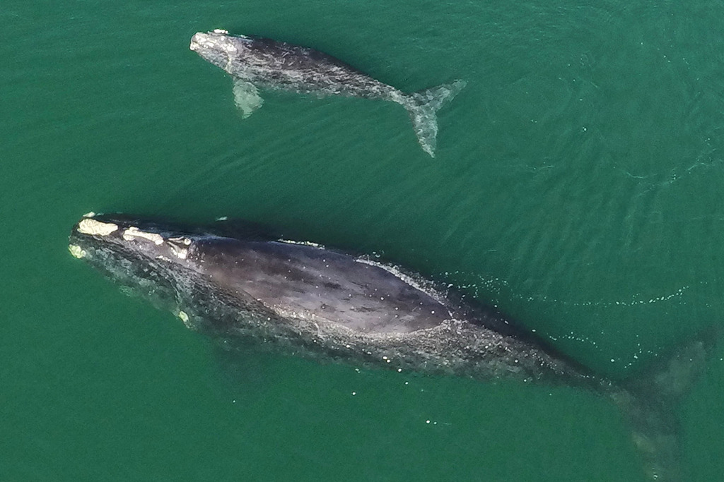 A right whale with her calf