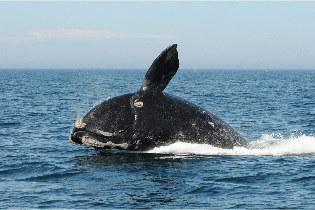 A North Atlantic right whale breaching
