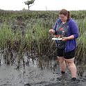 Researcher in the marsh