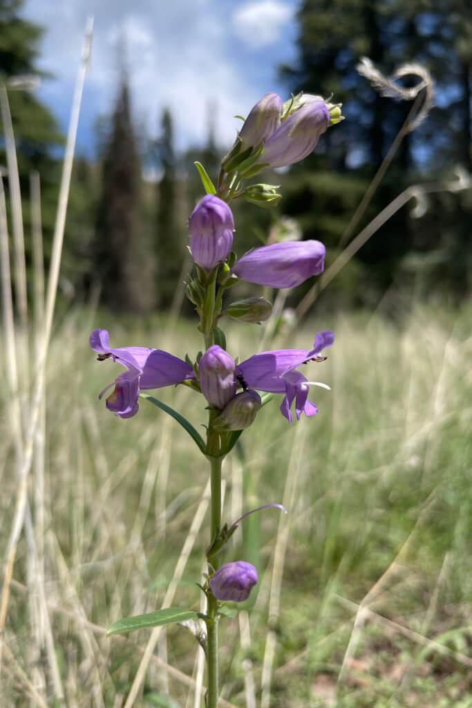 A tall purple flower in a field