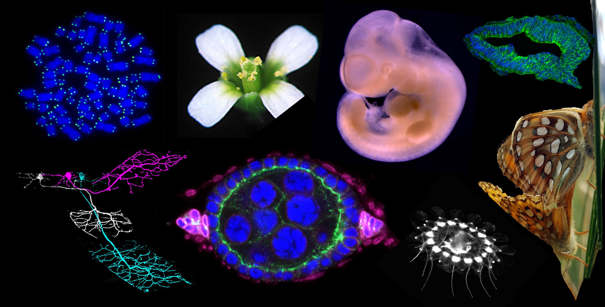 Collage of Images From Sub Disciplines within Biology