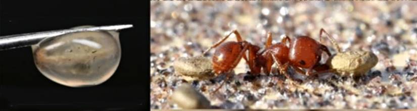 Picture of seed mucilage and predation by ant.