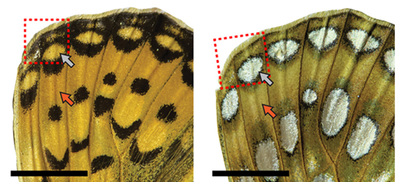 pictures of the dorsal and ventral sides of a butterfly wing.