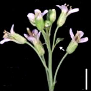 Picture of Arabidopsis inflorescences