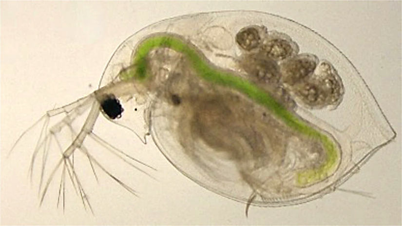 Picture of daphnia