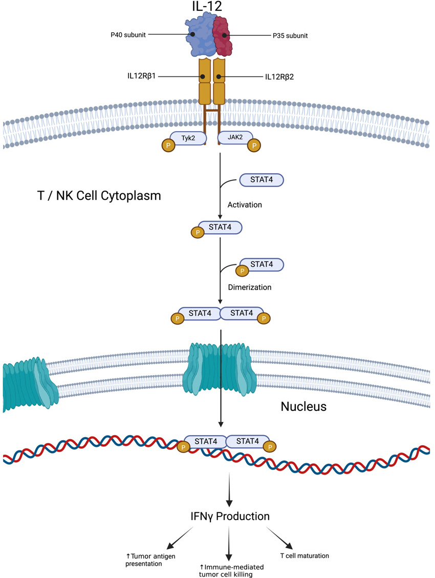 schematic of IL12 mechanism of action