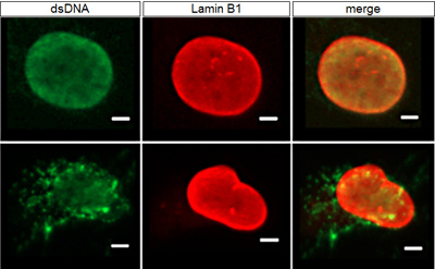 Staining of DNA and Lamin in cells