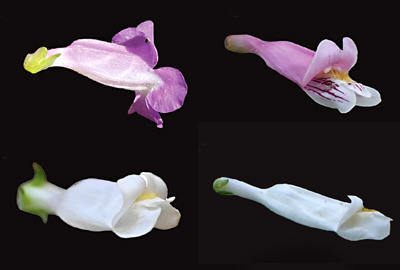 Pictures of Penstemon flowers