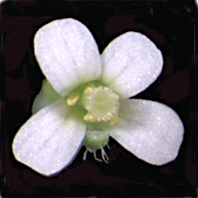 Arabidopsis thaliana flower