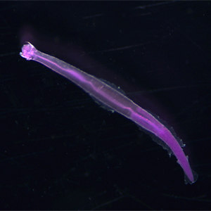 Picture of Parasagitta tenuis