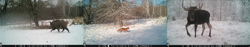 Images from camera traps deployed in Chernobyl