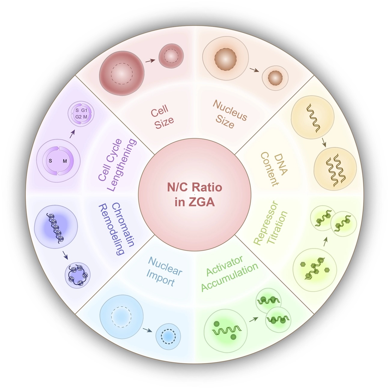 display of N/C ration in zygotic genome 