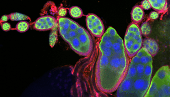 Digital view of fruit fly cells