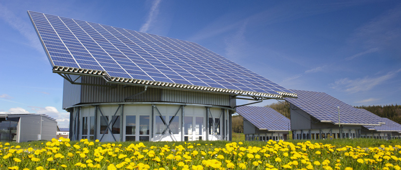 Solar panels in a field of yellow flowers