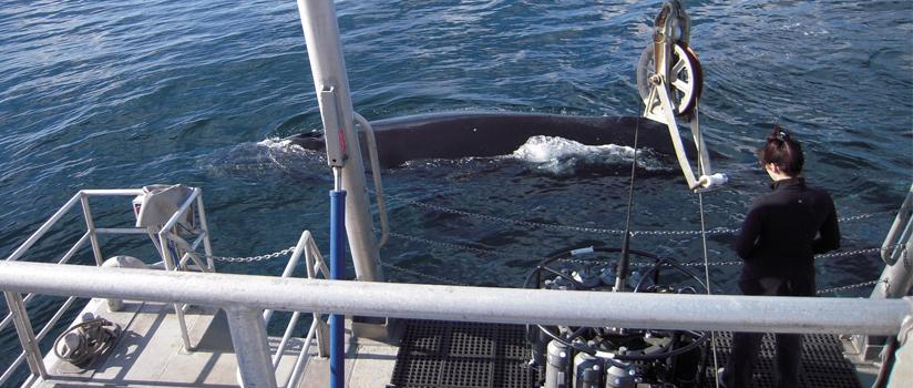 A student looks over the side of a boat at a nearby whale.