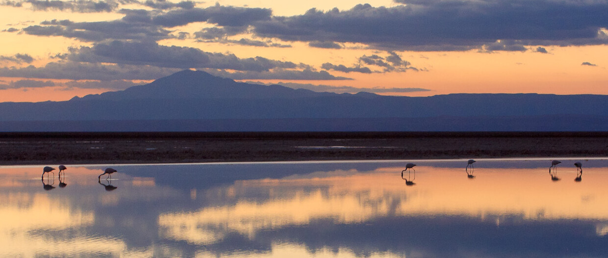 A group of seven flamingos in the distance feed in a shallow lake. A mountain rises in the background and clouds are visible in the sky at sunset. 