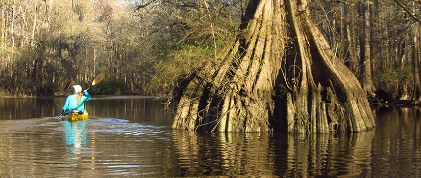 A paddler explores the Tombigbee-Alabama Delta.