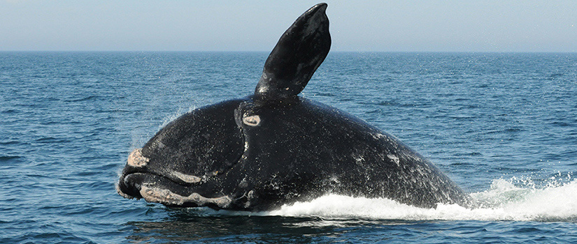 Male whale breaching