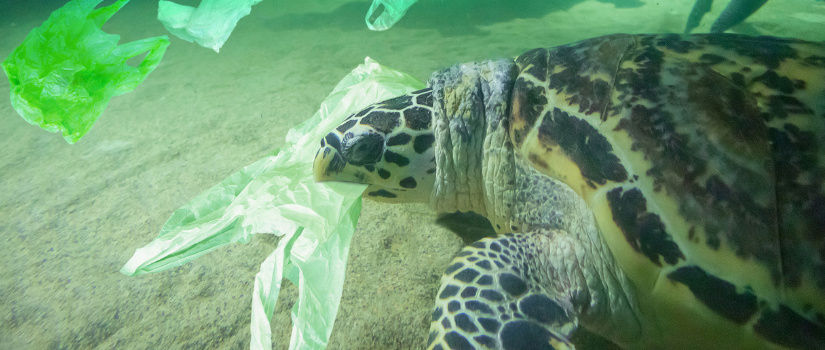photo of a sea turtle with a plastic bag in its mouth
