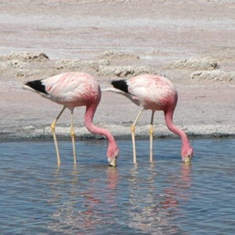 Two flamingos stand in shallow water and poke their beaks under the surface in search of food.