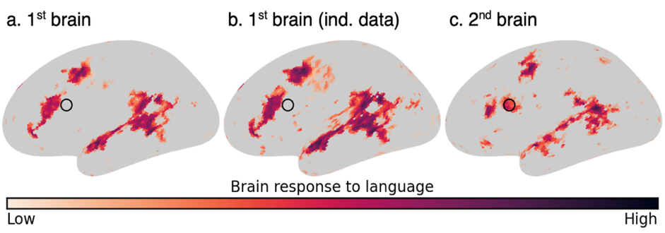 Brains respond to language Hyperalignment allows researchers to compare patterns of language-related brain activity across individuals.  a. 1st brain b. 1st brain (ind. data) c. 2nd brain