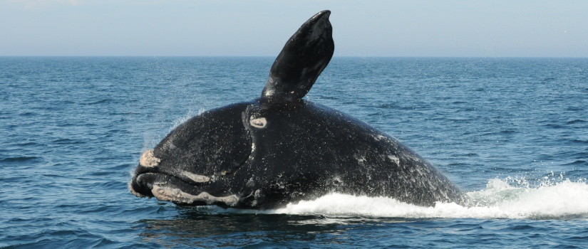 A right whale breaches the surface of the ocean.