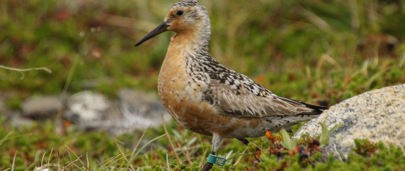 A red knot walks through tall grass and wears an identification tag on its leg