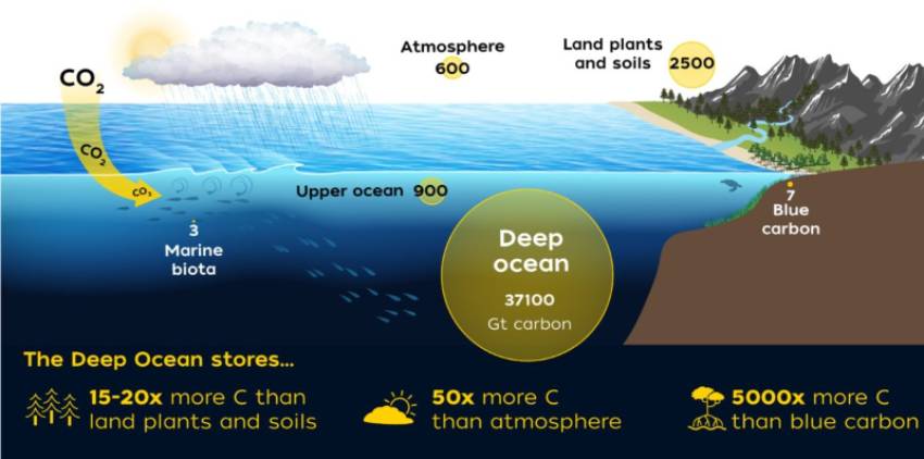 graphic describing Benitez-Nelson is part of a team that is developing autonomous sensors to evaluate how quickly CO2 sinks from the ocean’s surface to the deep ocean.